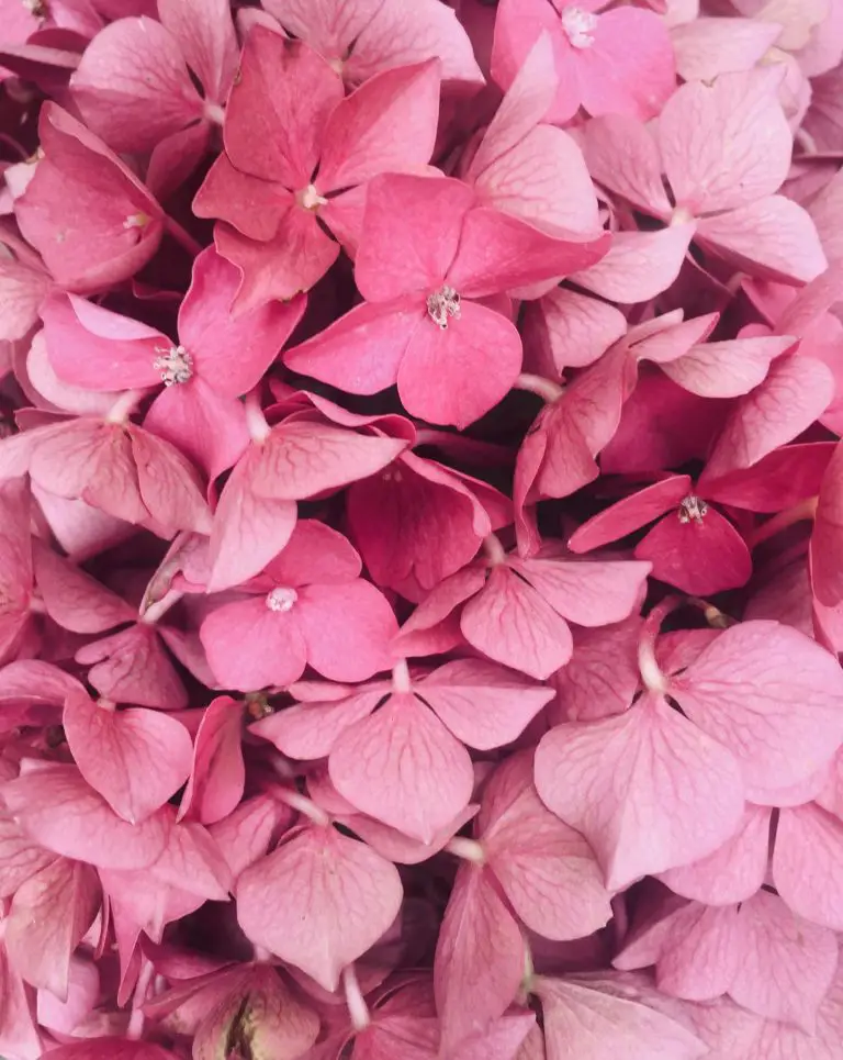 The Perfect Amount of Pink: How to Create a Subtle, Pink Bedroom Without Going Overboard